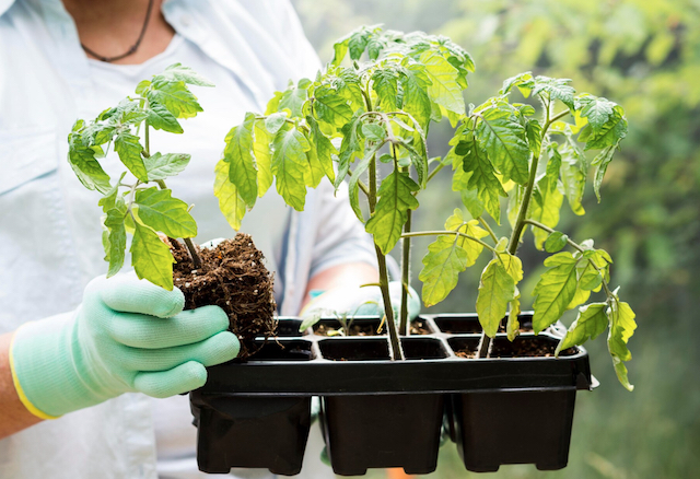 Урожай на зависть: татарстанцам ответили, как правильно подготовить лунки для томатов
