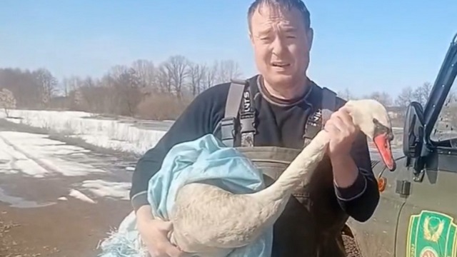 «Не мог взлететь»: в РТ спасли лебедя-шипуна, который шел на вынужденную посадку