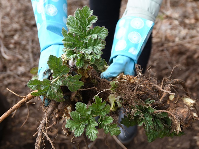 В двух районах Казани на борьбу с борщевиком выделят более 800 000 рублей