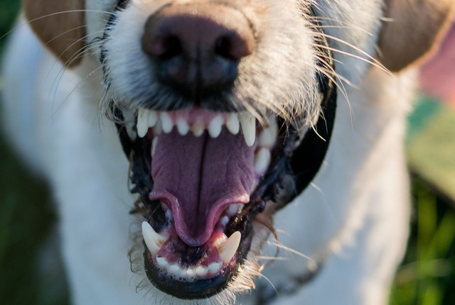 Прокуратура Татарстана добилась компенсации ребенку, пережившему нападение собаки