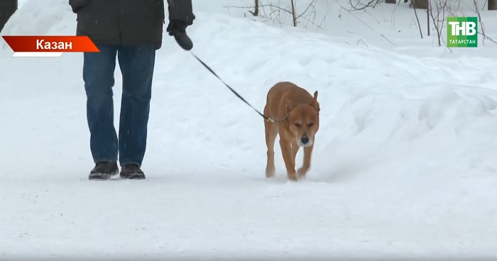 Казанда этләрне чиплаштыруны тикшерәләр
