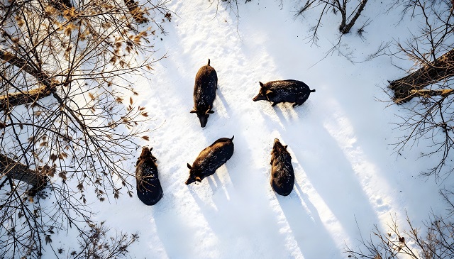 Госкомитет РТ по биоресурсам объявил о завершении сезона охоты на ряд видов животных