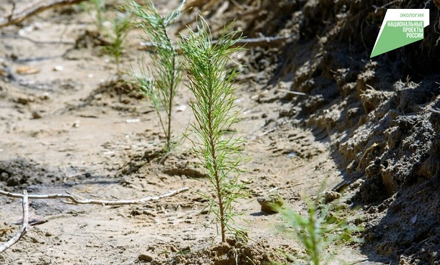 В РТ по нацпроекту провели работы по лесовосстановлению на площади 224 гектара