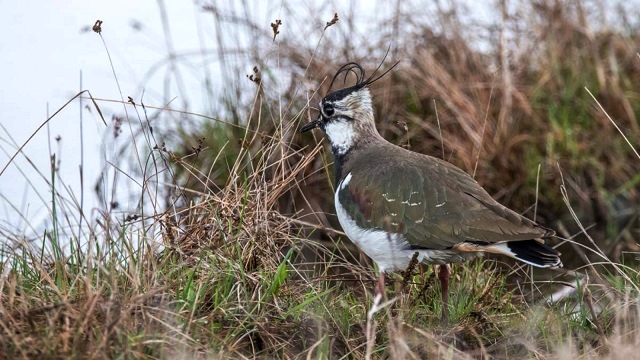 Сезон охоты на болотно-луговую дичь стартовал в Татарстане