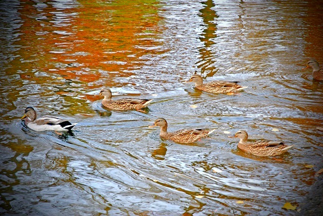 5 ноября на территории Татарстана потеплеет до +7 градусов