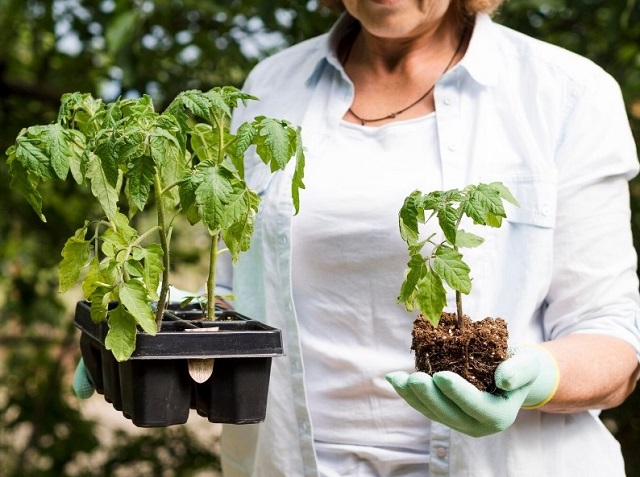 Садоводам Татарстана рассказали, как спасти обожженную солнцем рассаду