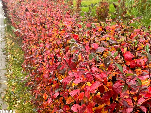 Неутешительный прогноз на выходные в центре России дал Вильфанд