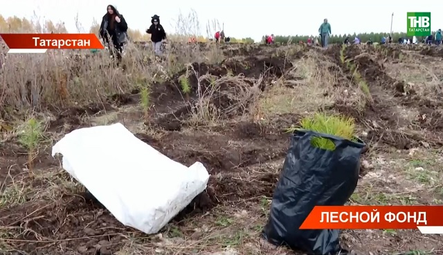 Минлесхоз РТ: чересчур мягкая зима увеличивает риск нашествия вредителей в лесах