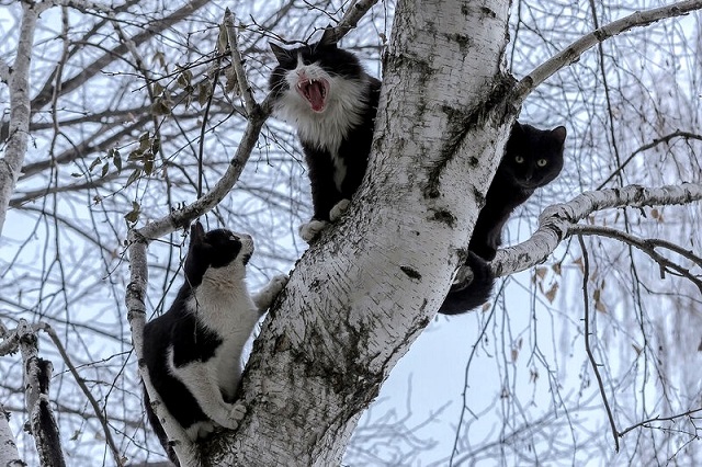 11 февральдә Татарстанда буран көтелә