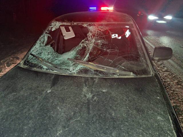 В Татарстане водитель «Лады» сбил внезапно выбежавшего на трассу лося