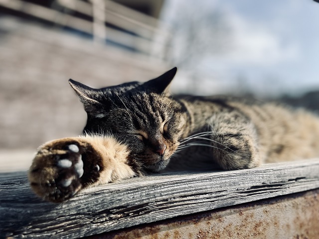 24-градусное тепло вперемешку с сильным ветром накроют Татарстан 18 апреля