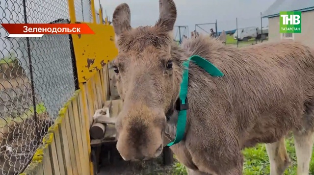 От двухдневного лосенка в болоте до годовалой красавицы: история Машки, которую выходили в Татарстане