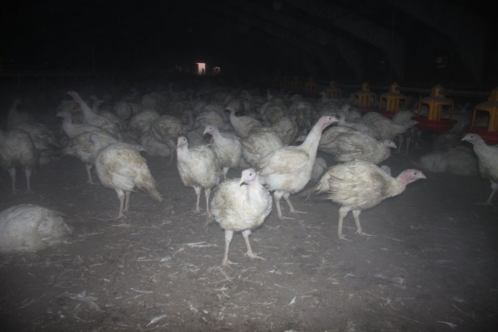 Пожарные добровольцы спасли 2 тысячи индюшек на пожаре в Татарстане