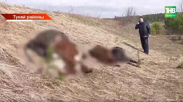 Тукай районында шау-шу: Кече Шилнә янында 4 бозау гәүдәсен үләт базы янында ук ташлап калдырганнар