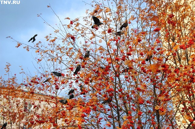 «Костры рябин»: 3 сентября осень в Татарстане начнет принимать свои классические оттенки