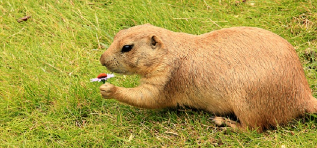 Перепись сурков стартовала в Татарстане