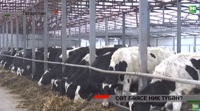 Халык сөт җыю бәясенең түбән булуы турында чаң суга - видео