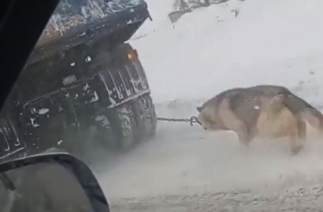 В Туле сняли на видео движущийся самосвал с привязанной к нему собакой