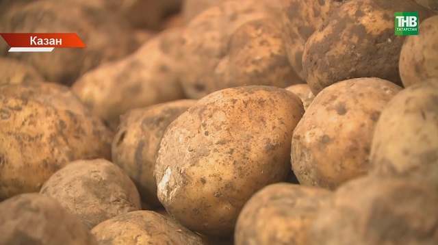 Татарстанда көзге ярминкәләрнең беренче көнендә үк 80 миллион сумлык продукция сатылган