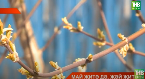 Май аенда һава торышы нинди була: белгечләр фаразы