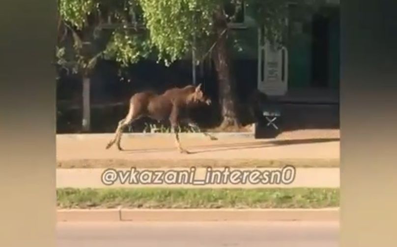 Разгуливающий по центру Альметьевска лось попал на видео