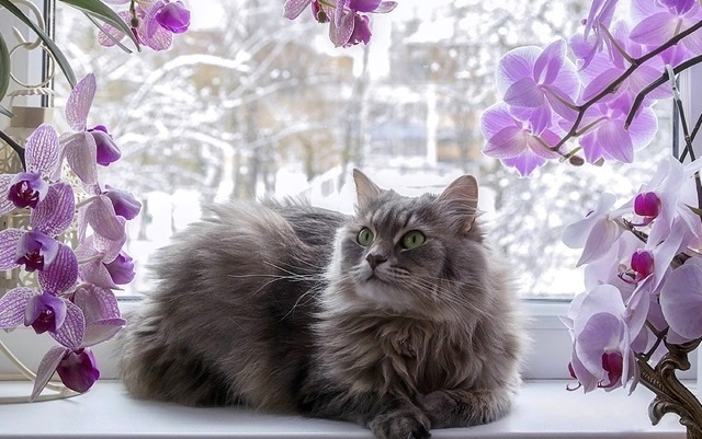 Кышның көчле суыклары 7 мартта кайтачак! Иртәгәгә һава торышы билгеле