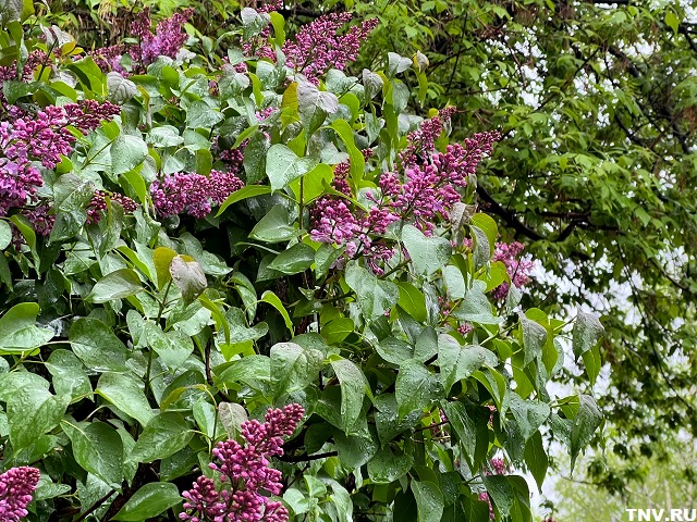 Штраф и до 15 суток ареста: в Роскачестве предупредили о наказании за сорванную в парке сирень