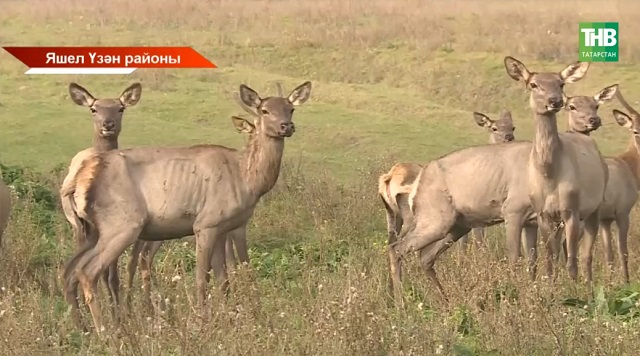 Яшел Үзән районының Зөя аучылык хуҗалыгында боланнарга электрон чип кертә башладылар