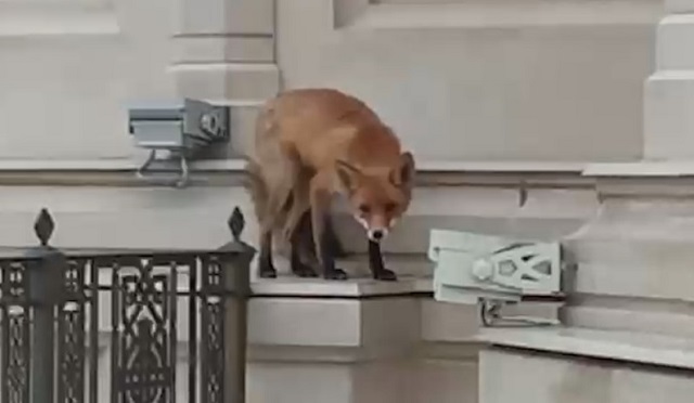 Видео с проникшей на крышу монастыря лисой стало мемом
