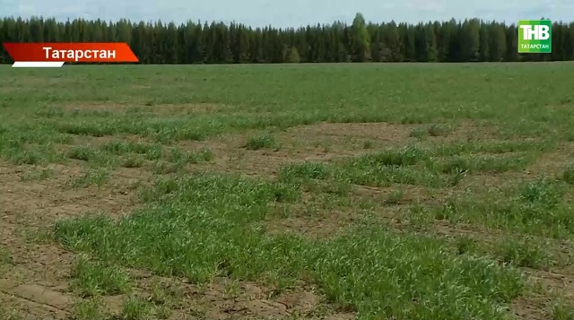 Айтуган Хазиев: прошедшие в Татарстане дожди вселяют надежду на очень хороший урожай