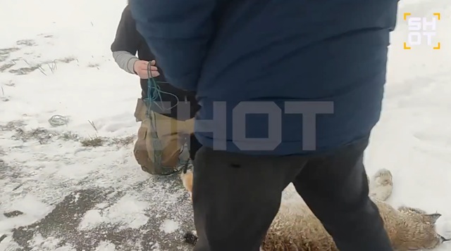 Бешеная рысь напала на ребенка в детском лагере под Уфой 