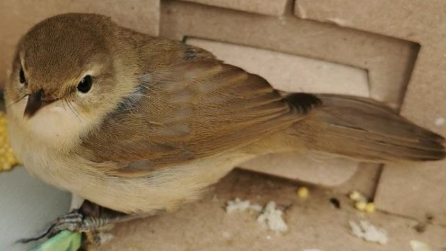 Бормотушку выпустили в естественную среду обитания в Татарстане
