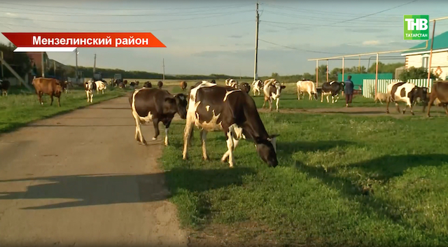 Сельчане Татарстана получают бесплатные доильные аппараты в рамках поддержки