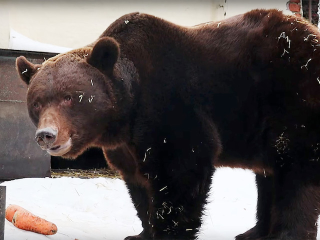 Неожиданное пробуждение: медведь Фома вышел из спячки в Казанском зоопарке