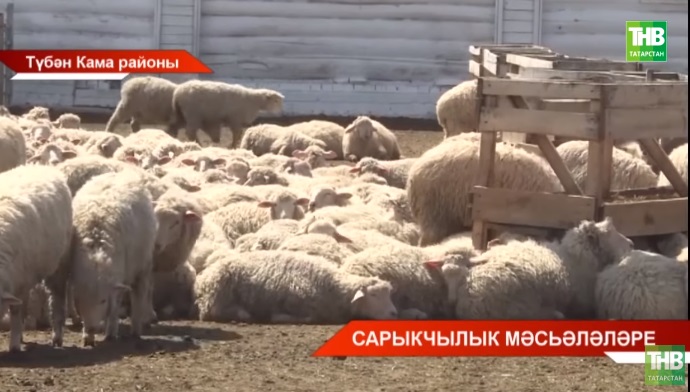 Татарстанның сарык үрчетүчеләре Түбән Кама районының Кармалы авылына зур киңәшмәгә җыелды