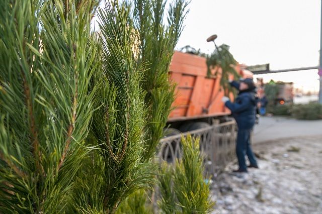 Жители Казани смогут приобретать елки на 28 специализированных базарах