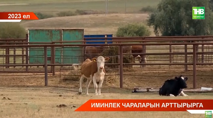 Республиканың барлык терлекчелек комплексларында контрольне һәм биологик иминлекне арттырачаклар