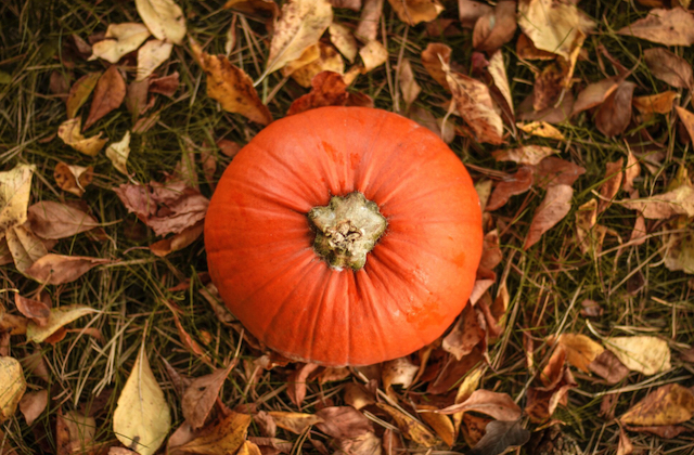 Диетолог назвала главный осенний овощ для здоровья и иммунитета