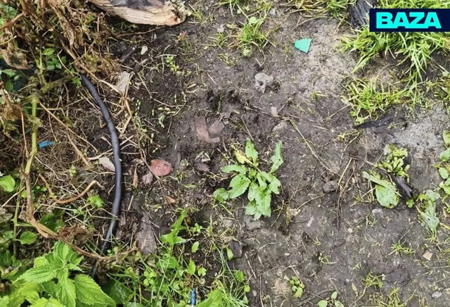 Шестая жертва за месяц: медведь растерзал пенсионерку в Красноярском крае