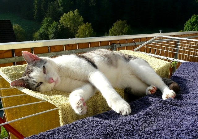 23 август Татарстанда +33 градуска кадәр эсселек көтелә