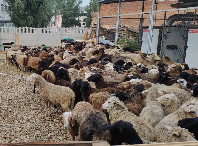 В Казани в Курбан-байрам заработают 17 мест для заклания жертвенных животных