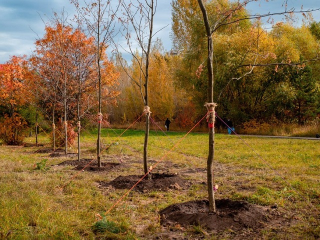 В Московском и Кировском районах высадили 100 рябин и 30 яблонь