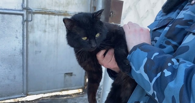 Кота-наркокурьера поймали на территории исправительной колонии в Казани - видео