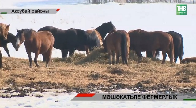 Соңгы 5 елда 1242 фермер эшен туктаткан: Казанда тармак киләчәге турында сөйләштеләр | Адымнар