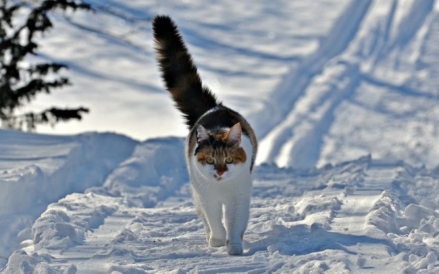 Сильный ветер и 23-градусный мороз ожидаются в Татарстане 23 февраля