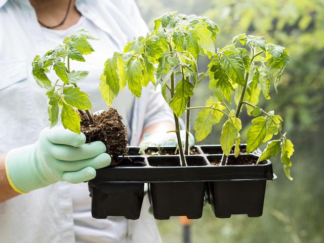 Дачникам Татарстана рассказали, как вырастить крепкую рассаду