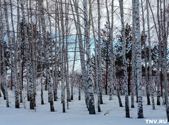 Тепло уходит: резкое похолодание ожидается в центре России в выходные
