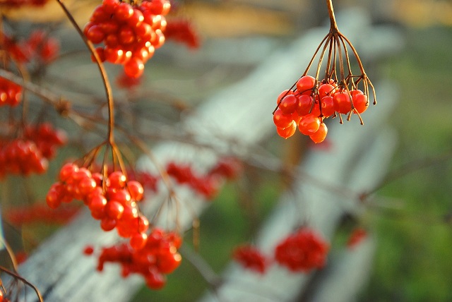 Калина красная: жителям Татарстана раскрыли, что происходит с организмом при ее употреблении 