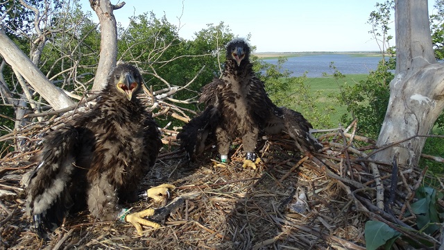 Стало известно, почему на птицах закрепляют GPS-передатчики в Татарстане
