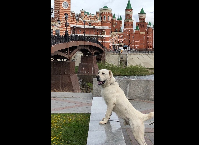 Минниханов похвастался достижениями своего пса Акдуса на выставке в Йошкар-Оле